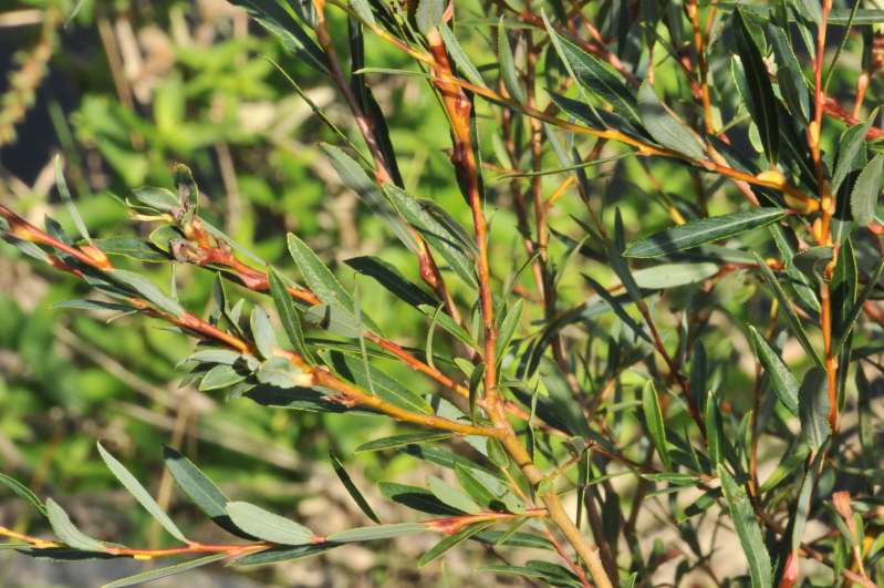 Salix purpurea subsp. purpurea / Salice rosso